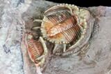 Beautiful Basseiarges Trilobite With Partial - Jorf, Morocco #108757-5